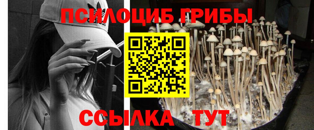 Псилоцибиновые грибы ЛСД  Псилоцибиновые грибы прущие грибы  Орёл  купить  цена  Вход с VPN 
